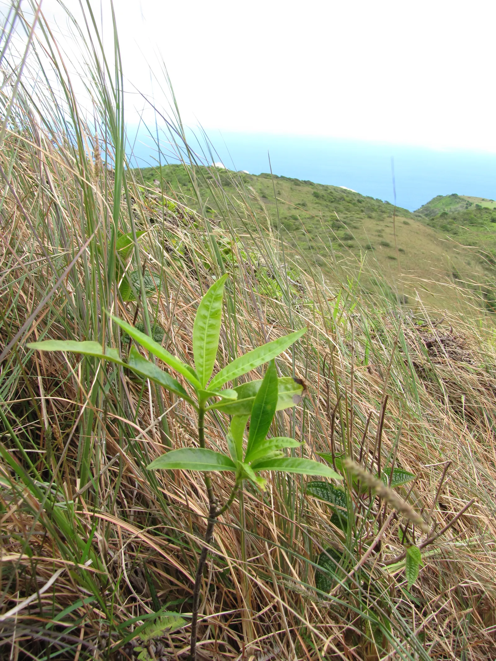 Balloon Milkweed (Gomphocarpus Physocarpus) — it is fairly drought tolerant; known for its globular, spiny seed pods, about 3 in across, this plant, image 128