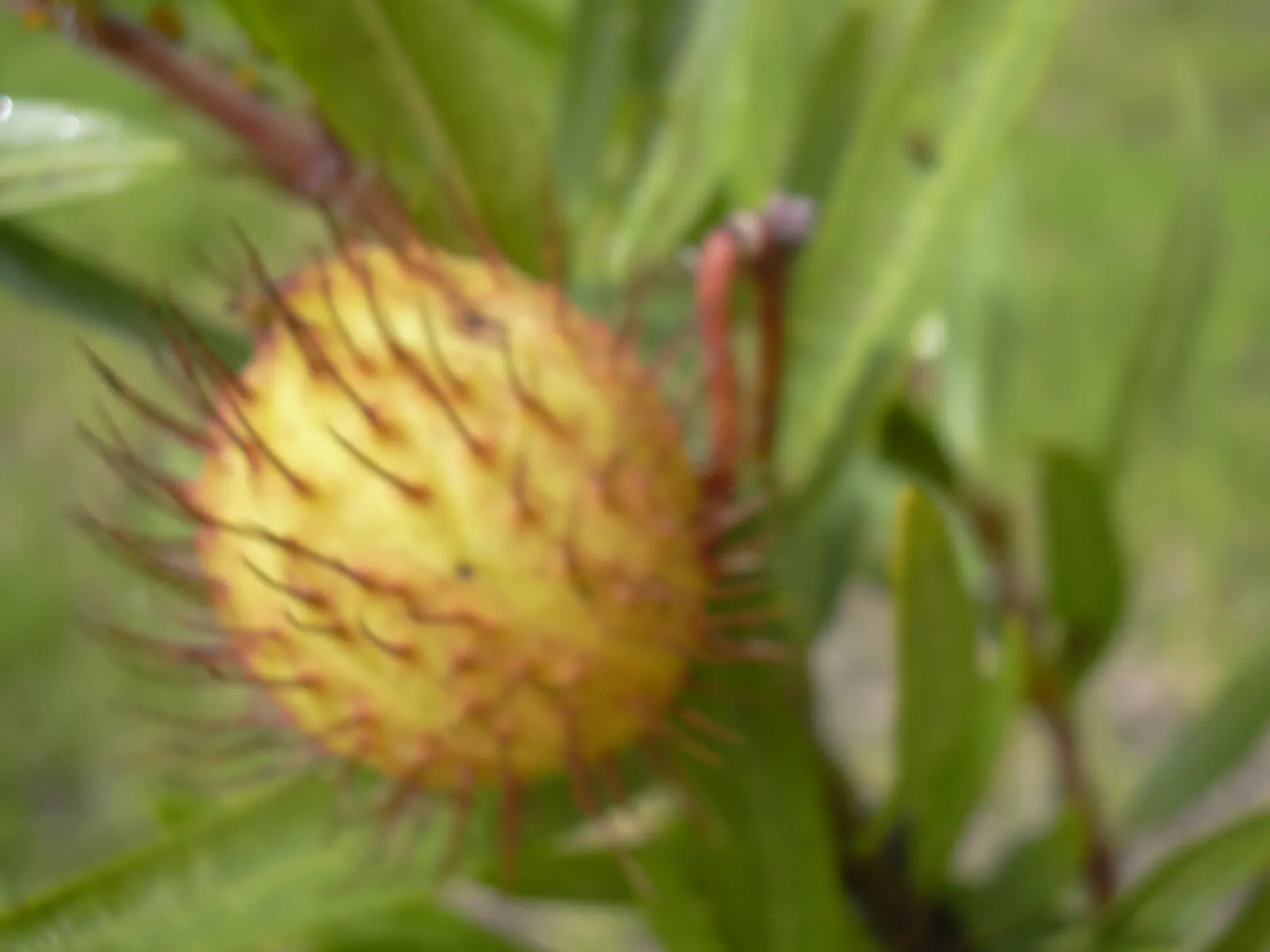 Balloon Milkweed (Gomphocarpus Physocarpus) — reaching sizes of approximately 2 to 3 inches in diameter.<br><br>Originating from Southeast Africa, image 119