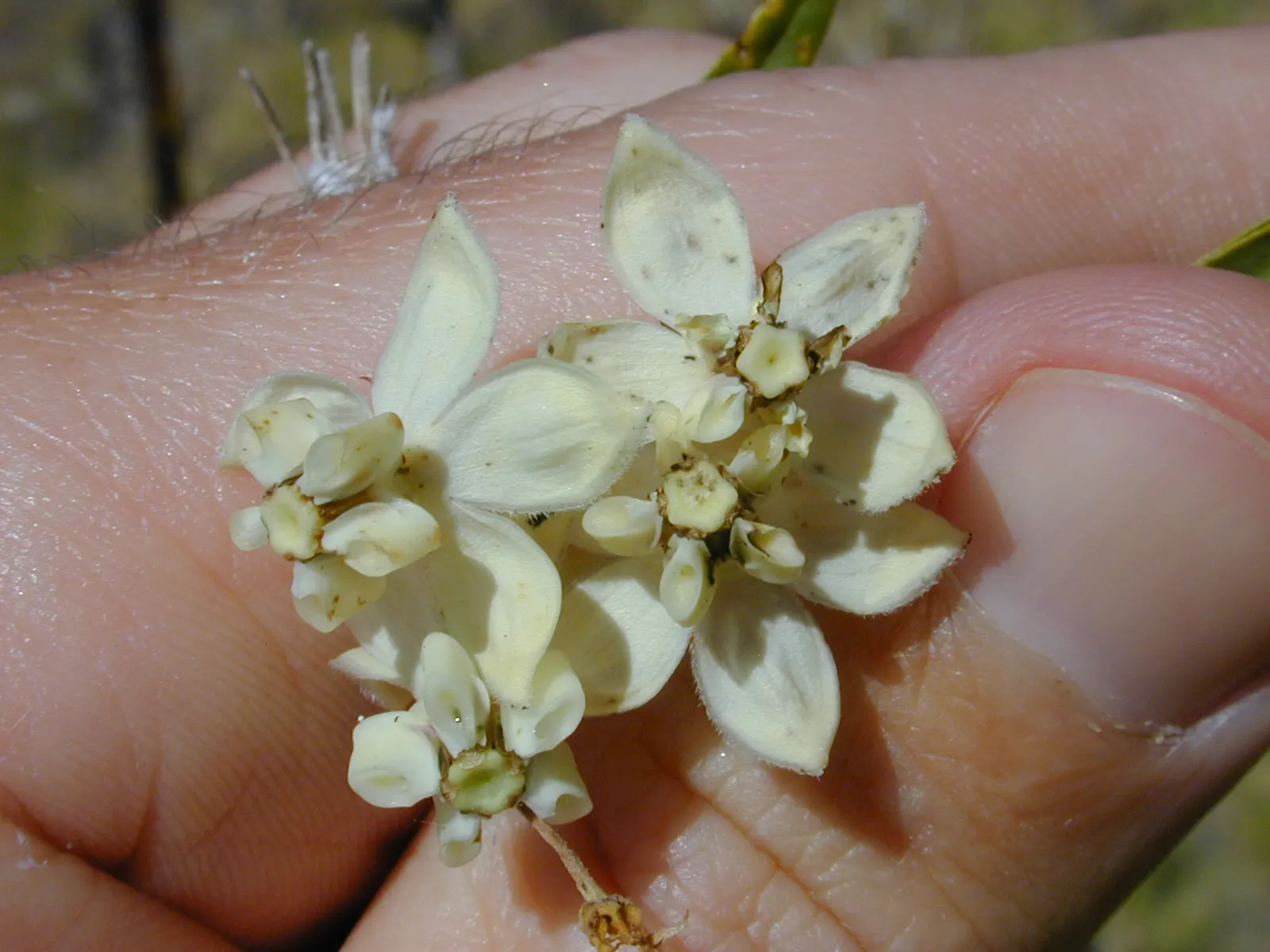 Balloon Milkweed (Gomphocarpus Physocarpus) — The pods are lime green and inflated; creating an upright and bushy form