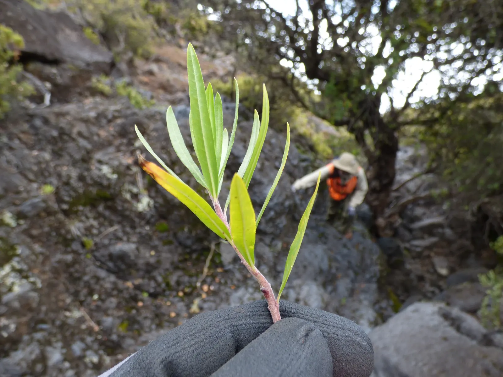 Balloon Milkweed (Gomphocarpus Physocarpus) — spanning up to 5 inches long