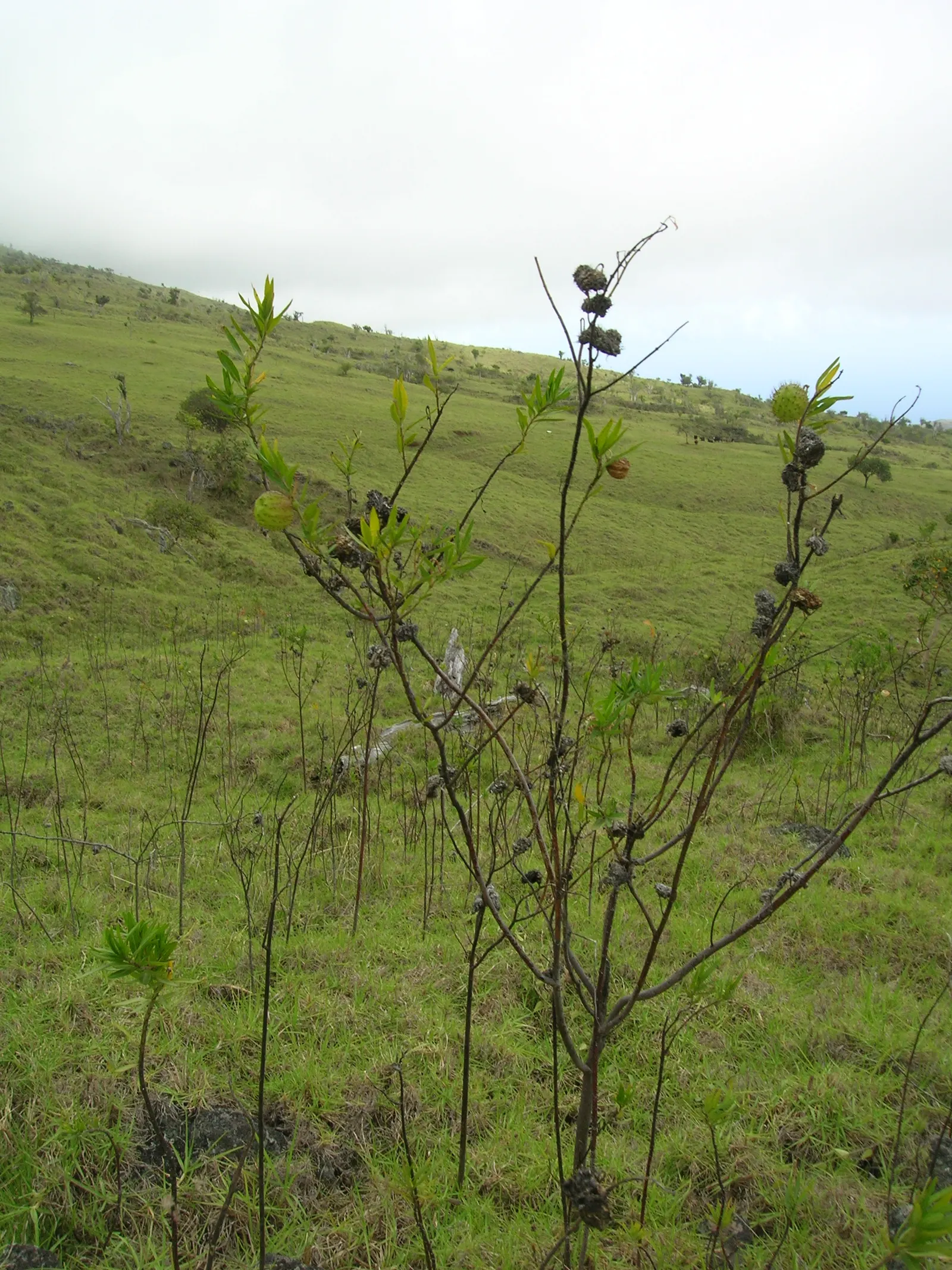 Balloon Milkweed (Gomphocarpus Physocarpus) — creating an upright and bushy form; commonly known as Balloon Milkweed or Hairy Balls, image 94
