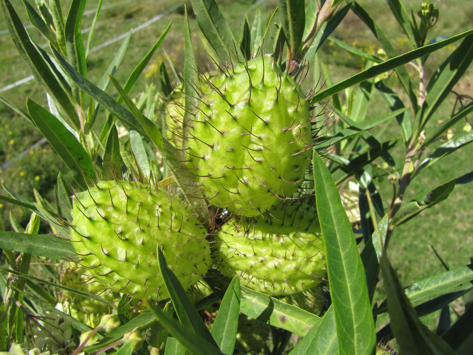 Balloon Milkweed (Gomphocarpus Physocarpus) — shrub with white blooms; star-shaped flowers in white to pale pink, image 80