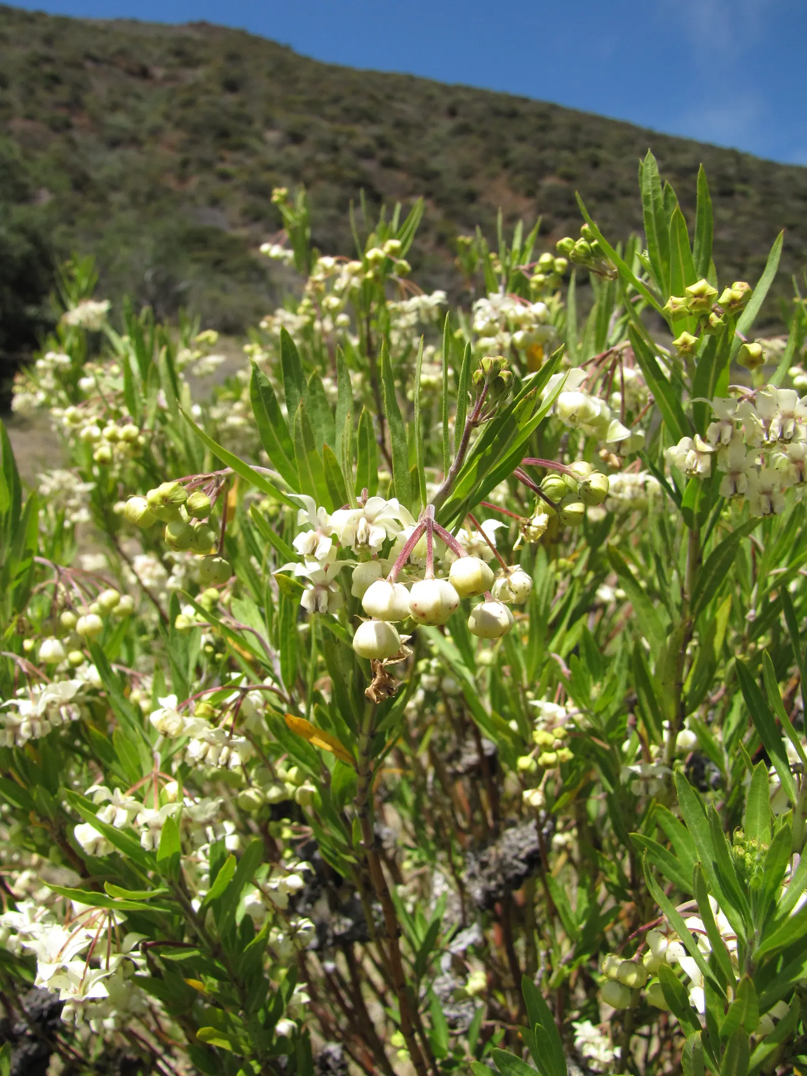 Balloon Milkweed (Gomphocarpus Physocarpus) — The pods are lime green and inflated