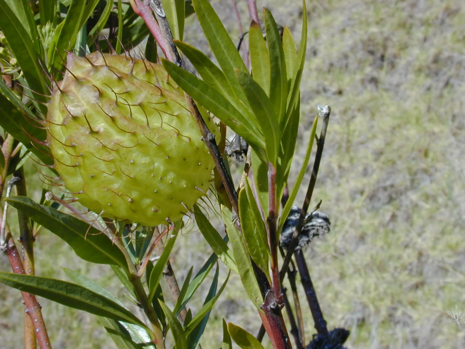 Balloon Milkweed (Gomphocarpus Physocarpus) — Hardy in USDA zones 8 through 11