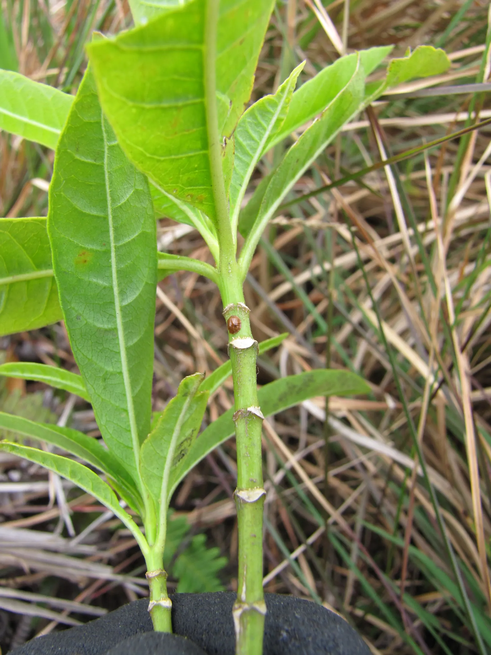 Balloon Milkweed (Gomphocarpus Physocarpus) — Known for its globular, spiny seed pods, about 3 in across, this plant offers unique texture, image 83