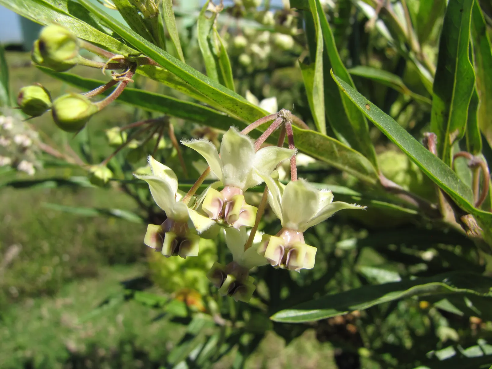 Balloon Milkweed (Gomphocarpus Physocarpus) — This species is visually striking due to its balloon-like seed pods that give it its common name; use, image 117