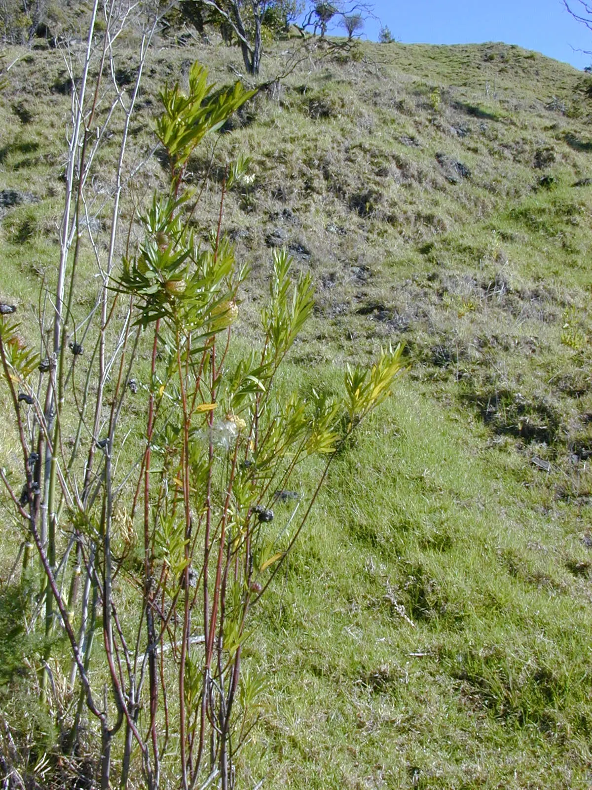 Balloon Milkweed (Gomphocarpus Physocarpus) — Balloon Milkweed (Gomphocarpus physocarpus) is a striking perennial, reaching up to 6 ft tall; prefers full sun