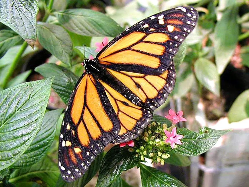 Balloon Milkweed (Gomphocarpus Physocarpus) — it is advisable to plant it away from areas frequented by pets or small children, image 50