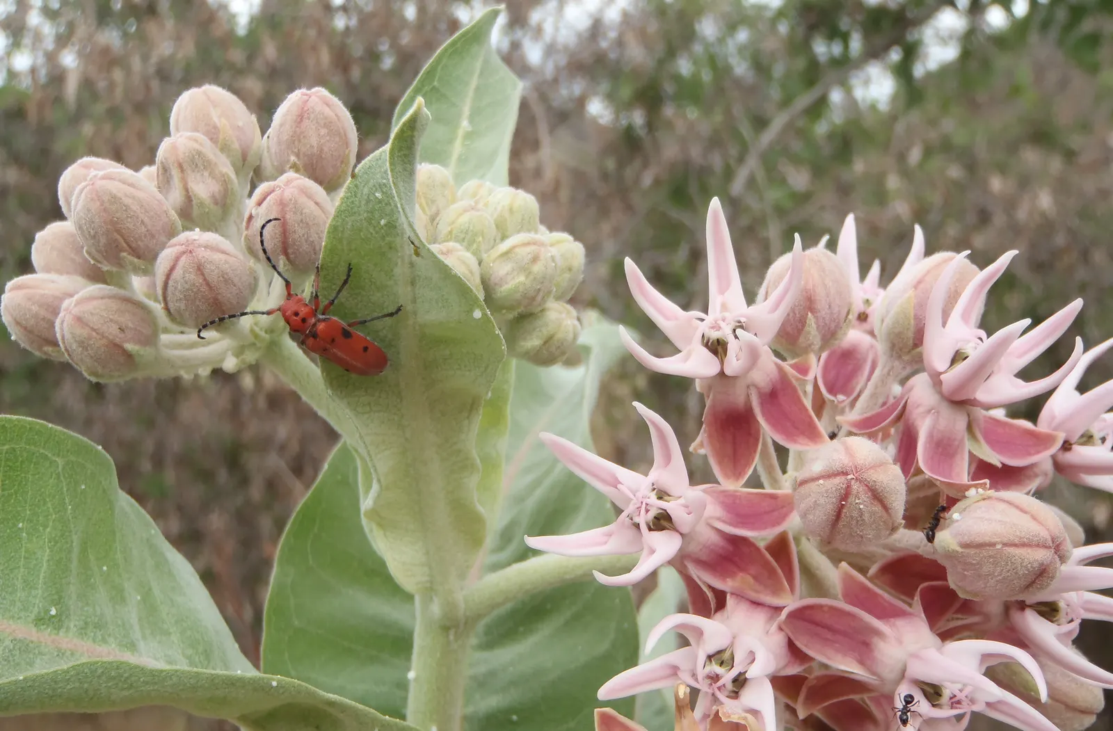 Balloon Milkweed (Gomphocarpus Physocarpus) — Balloon Milkweed can grow to a height of 4 to 6 feet with a similarly wide spread; shrub for full, image 120