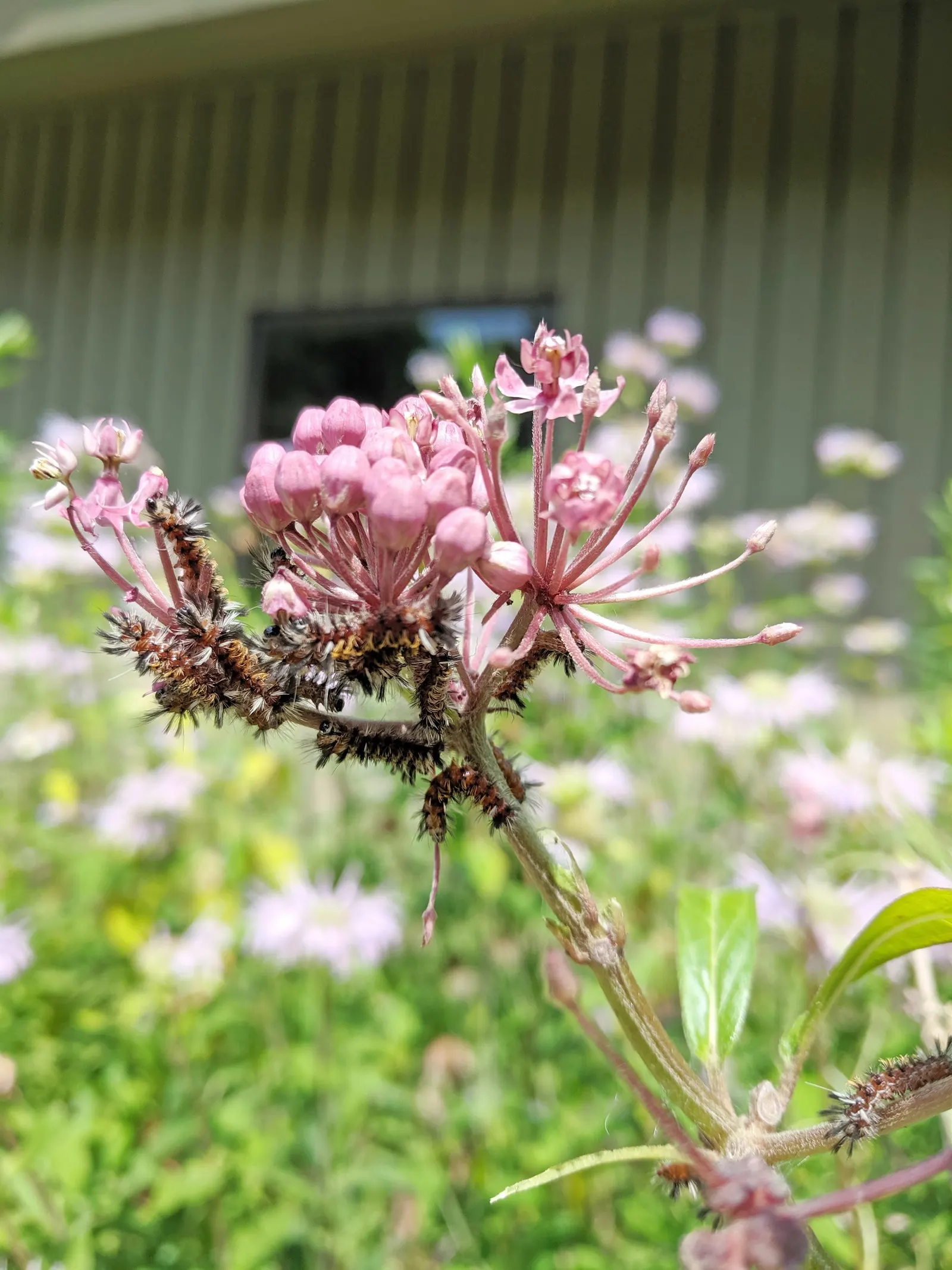 Balloon Milkweed (Gomphocarpus Physocarpus) — Drought-tolerant once established, image 59