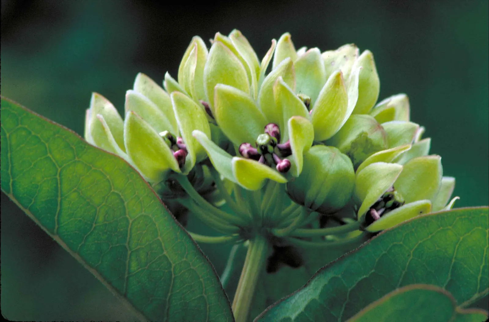 Balloon Milkweed (Gomphocarpus Physocarpus) — This species is visually striking due to its balloon-like seed pods that give it its common name; use, image 144