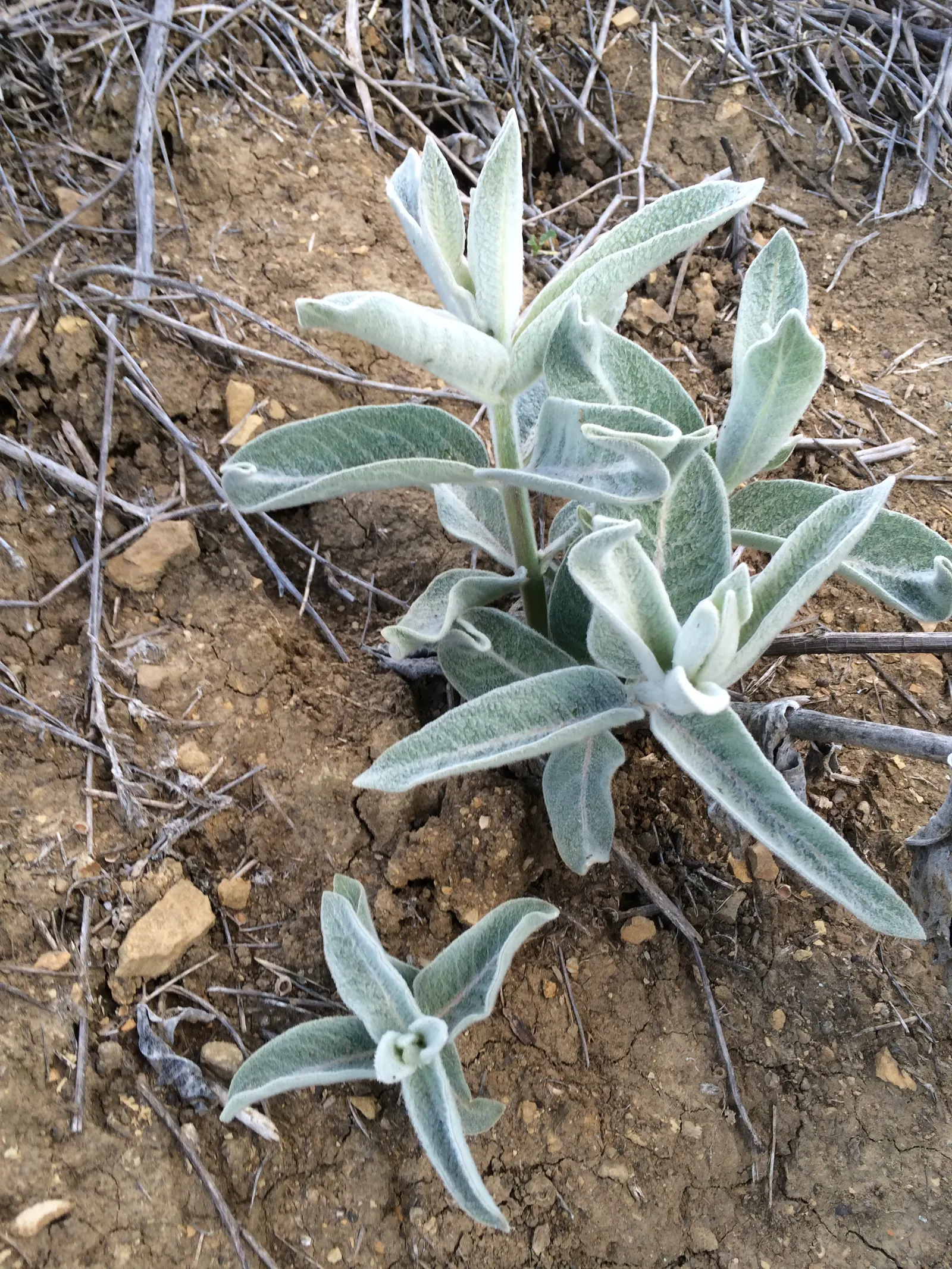 Balloon Milkweed (Gomphocarpus Physocarpus) — Use in backgrounds or as accent for wildlife-friendly designs