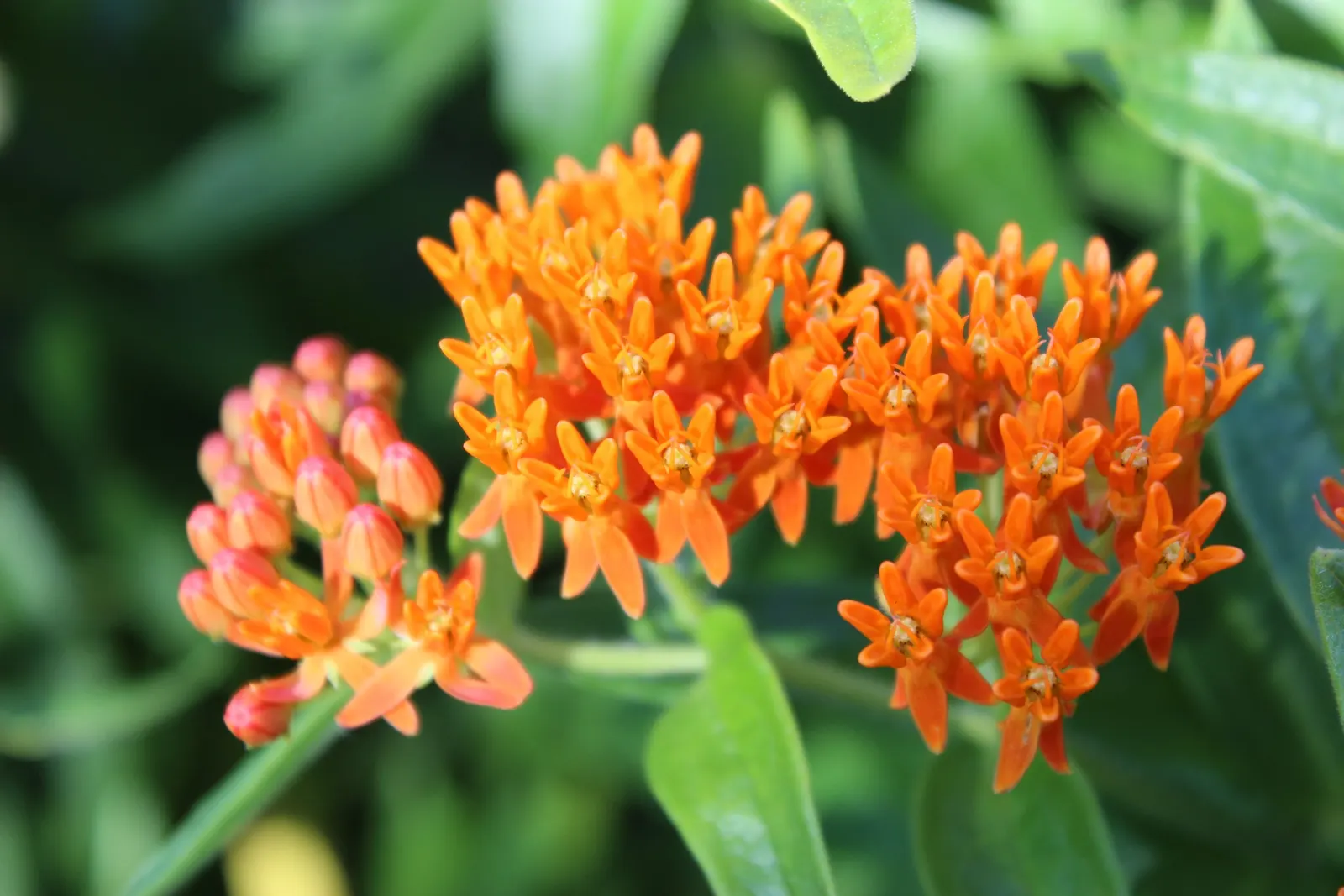 Balloon Milkweed (Gomphocarpus Physocarpus) — Drought-tolerant once established, image 140