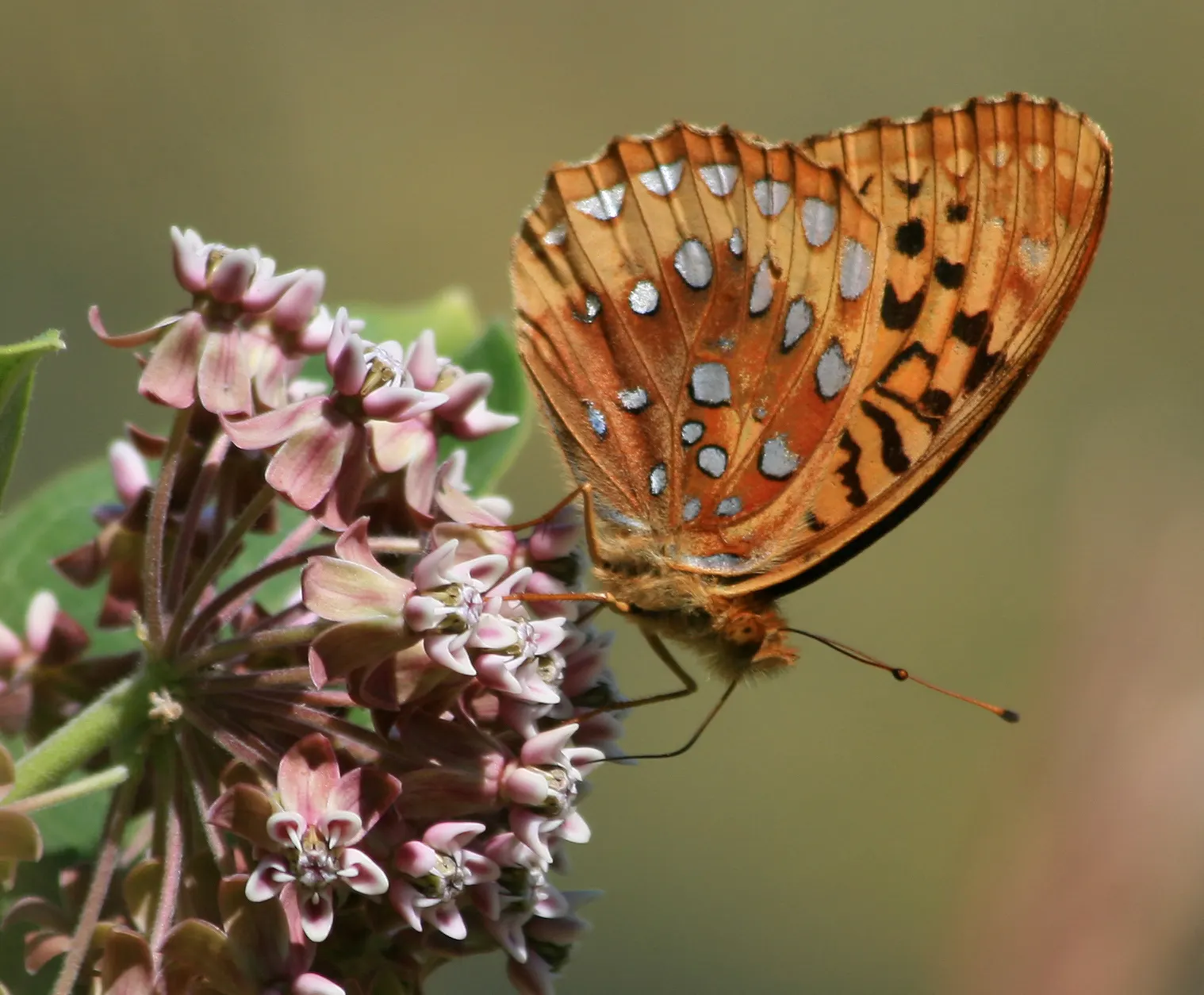 Balloon Milkweed (Gomphocarpus Physocarpus) — and they are arranged in a spiraling pattern along the stems.<br><br>During the summer months, image 124
