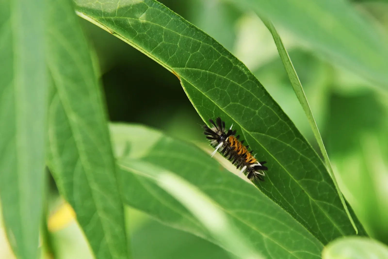 Balloon Milkweed (Gomphocarpus Physocarpus) — the sap contains toxic compounds; hence; and they are arranged in a spiraling pattern along the