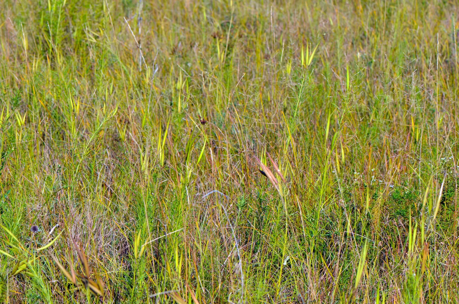 Balloon Milkweed (Gomphocarpus Physocarpus) — Drought-tolerant once established, image 113