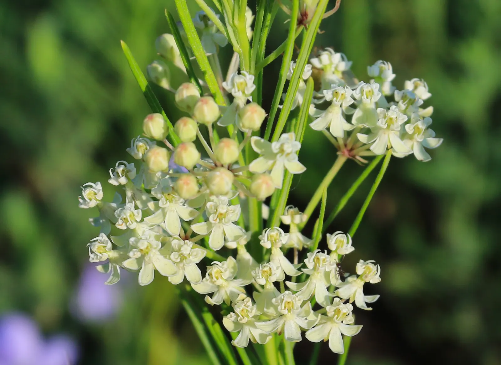 Balloon Milkweed (Gomphocarpus Physocarpus) — The pods are lime green and inflated; creating an upright and bushy form, image 91