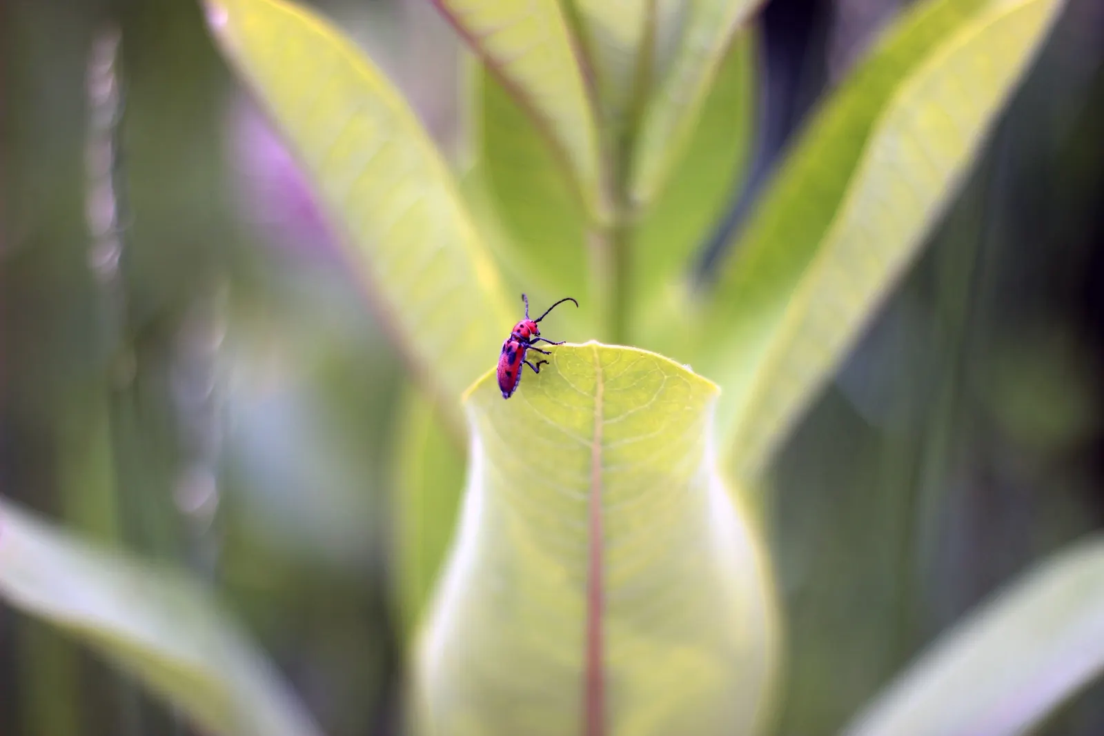 Balloon Milkweed (Gomphocarpus Physocarpus) — reaching sizes of approximately 2 to 3 inches in diameter.<br><br>Originating from Southeast Africa