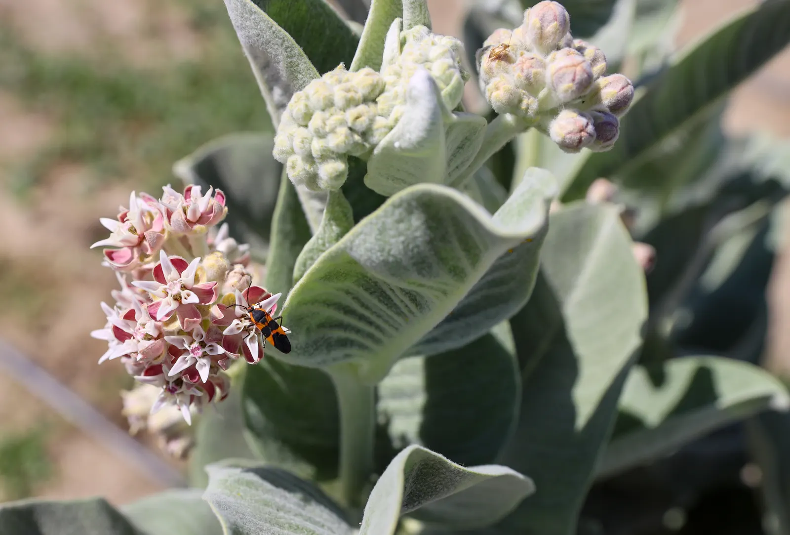 Balloon Milkweed (Gomphocarpus Physocarpus) — Balloon Milkweed (Gomphocarpus physocarpus) is a striking perennial, reaching up to 6 ft tall, image 109