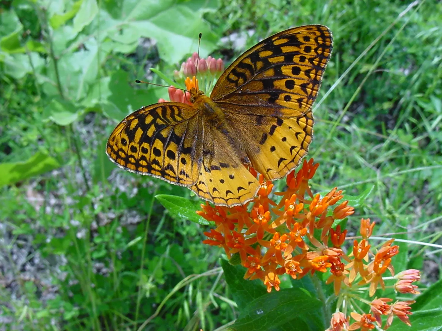 Balloon Milkweed (Gomphocarpus Physocarpus) — Its leaves are narrow and lance-shaped, image 95