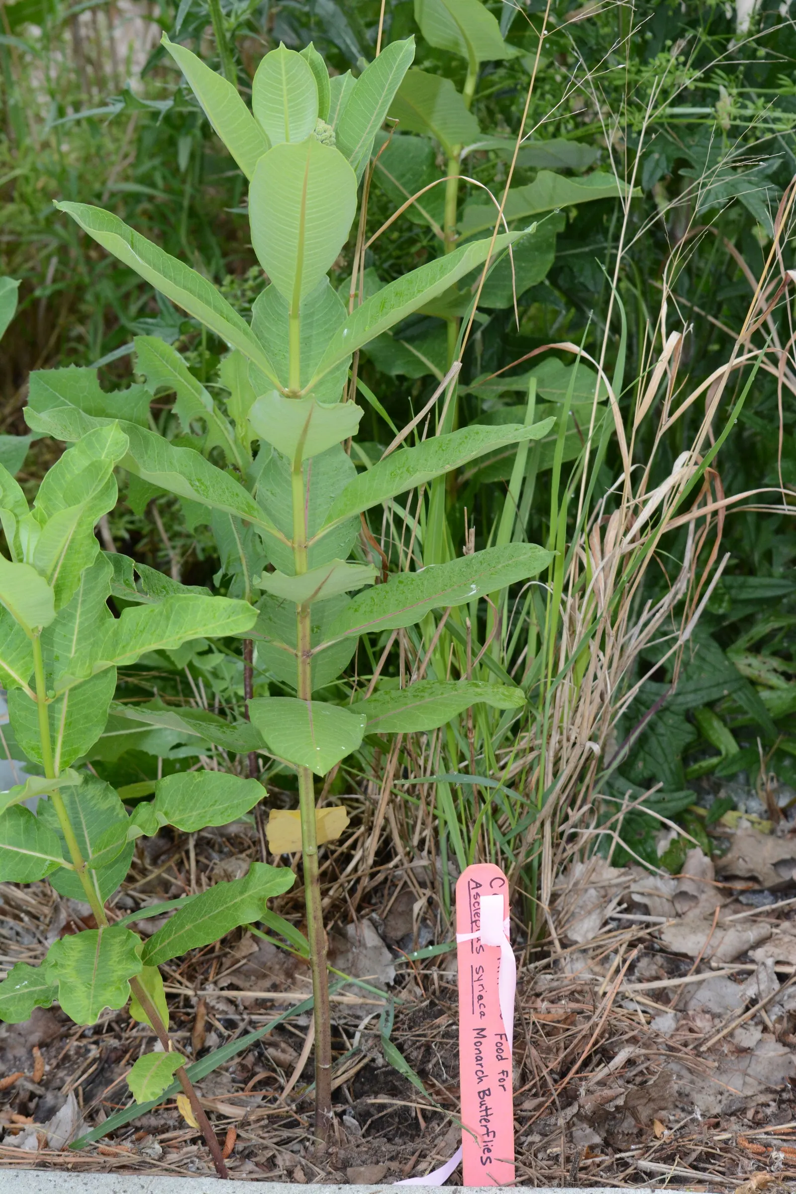 Balloon Milkweed (Gomphocarpus Physocarpus) — reaching sizes of approximately 2 to 3 inches in diameter.<br><br>Originating from Southeast Africa, image 92