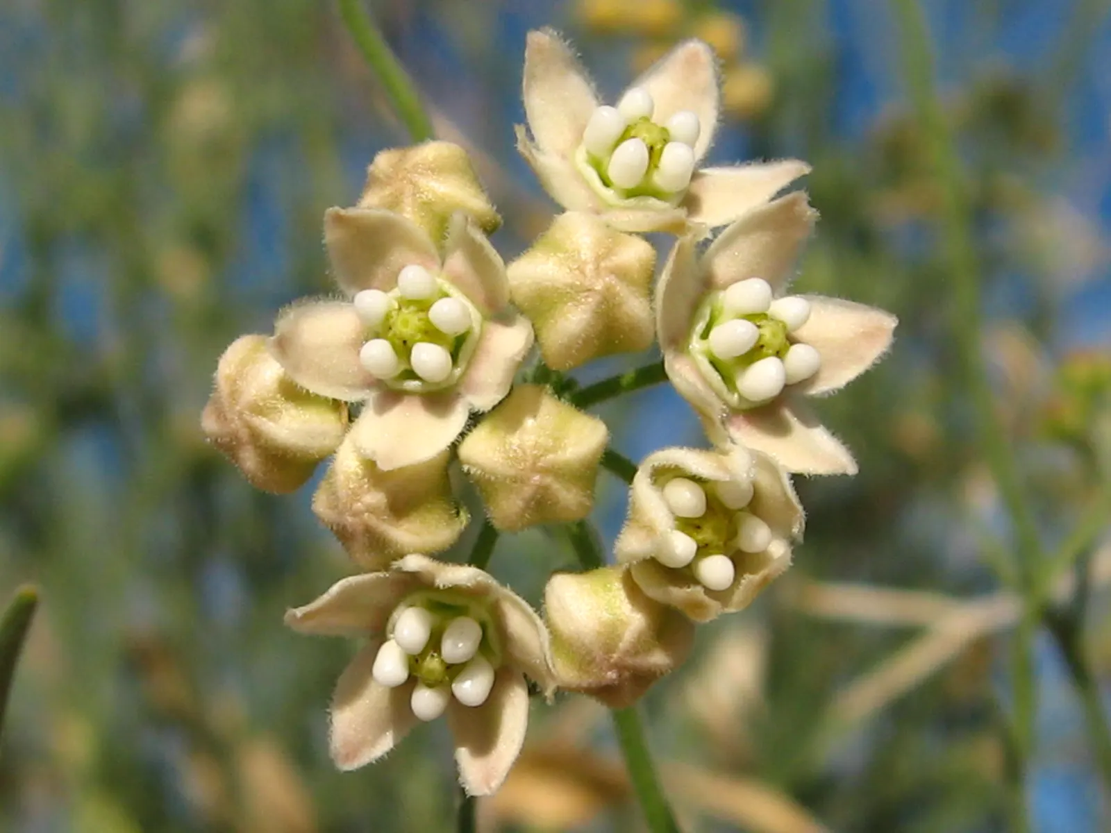 Balloon Milkweed (Gomphocarpus Physocarpus) — making it suitable for xeriscaping.<br><br>Keep in mind; this species is visually striking due to its