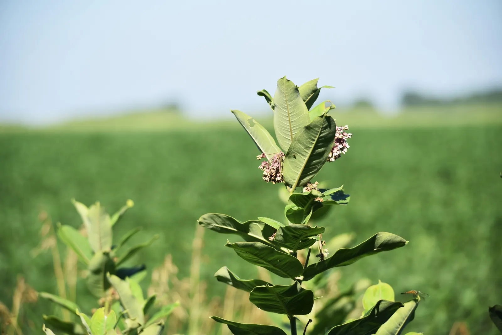 Balloon Milkweed (Gomphocarpus Physocarpus) — it is advisable to plant it away from areas frequented by pets or small children, image 77