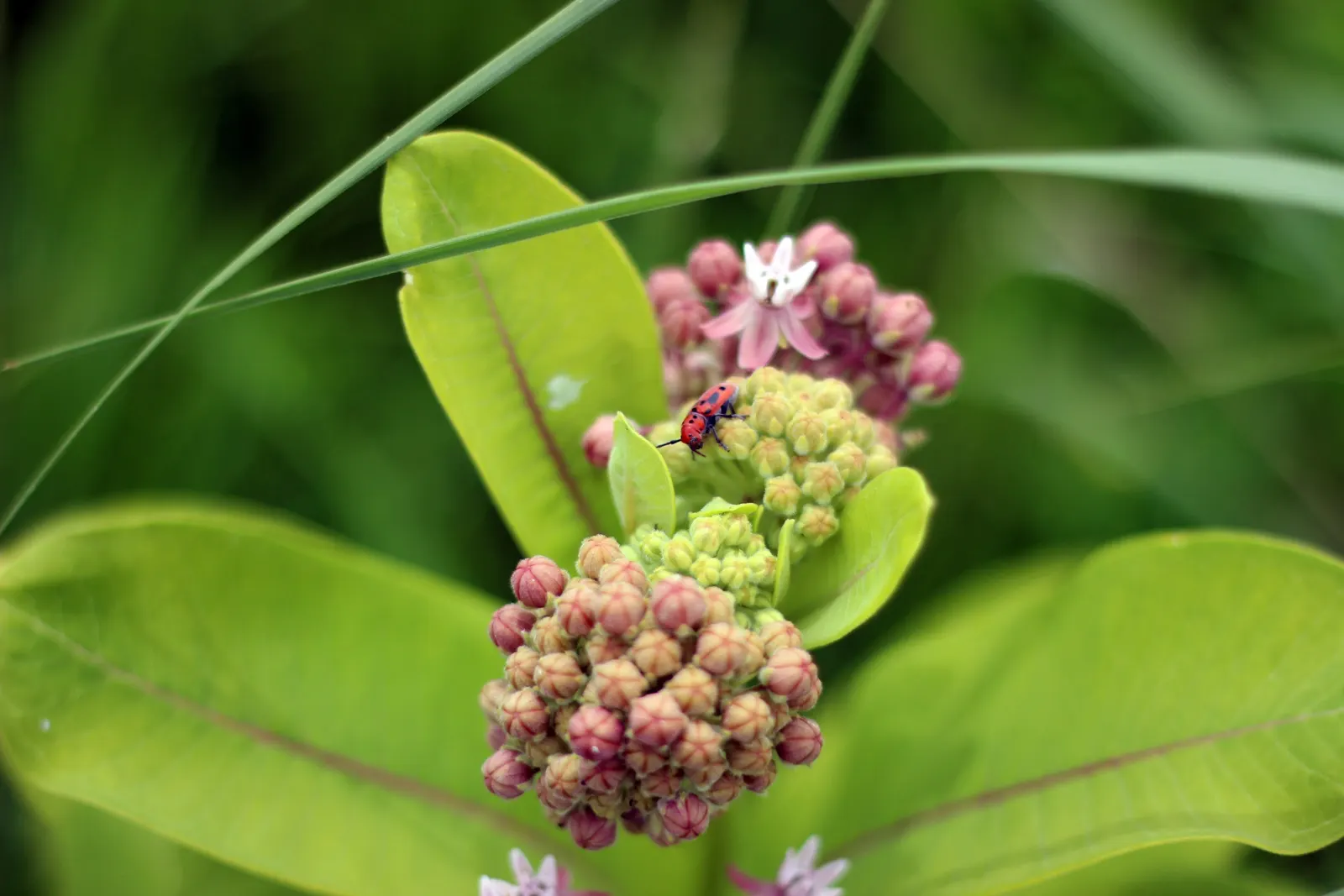 Balloon Milkweed (Gomphocarpus Physocarpus) — Its leaves are narrow and lance-shaped, image 149