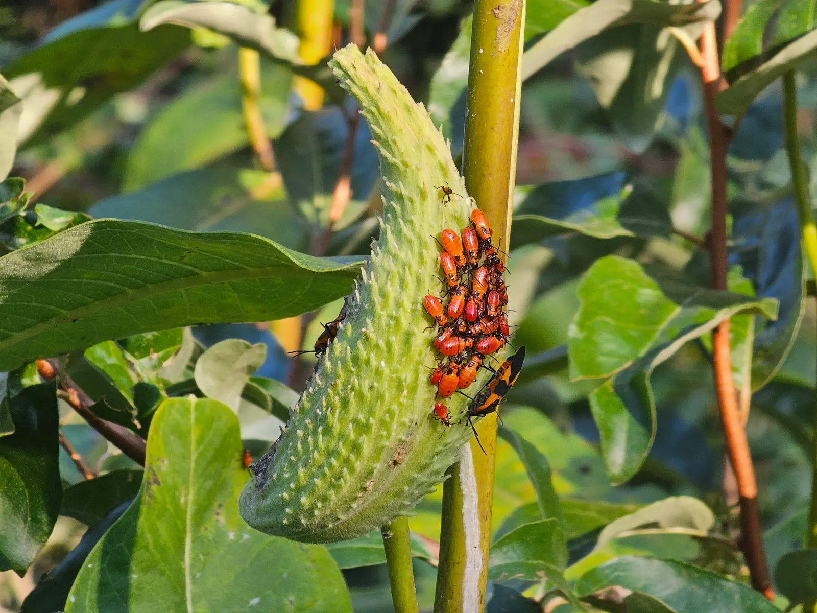 Balloon Milkweed (Gomphocarpus Physocarpus) — Prefers full sun to partial shade and well-drained soil; white flowers in the garden, image 112