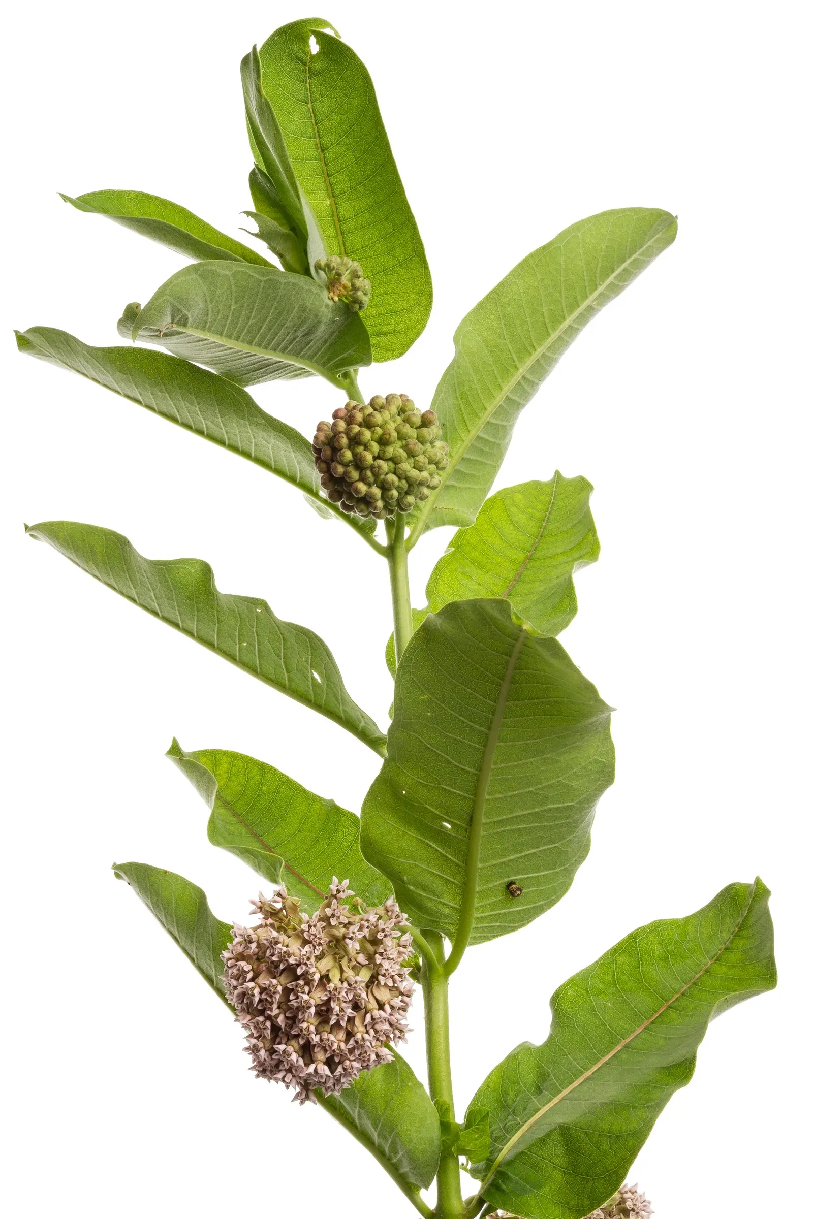 Balloon Milkweed (Gomphocarpus Physocarpus) — spanning up to 5 inches long; making it suitable for xeriscaping.<br><br>Keep in mind, image 96