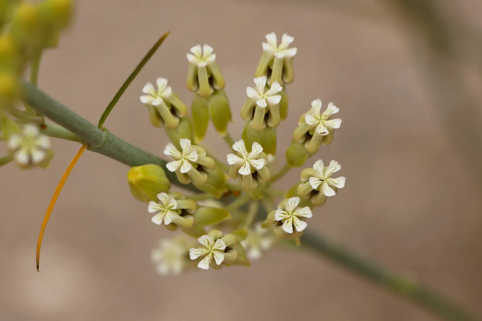 Balloon Milkweed (Gomphocarpus Physocarpus) — Use in backgrounds or as accent for wildlife-friendly designs; balloon Milkweed can grow to a height of 4 to 6