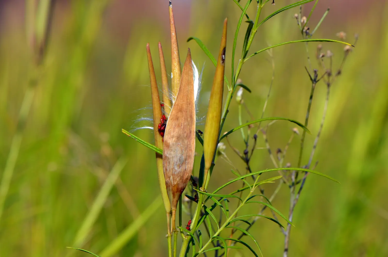 Balloon Milkweed (Gomphocarpus Physocarpus) — This species is visually striking due to its balloon-like seed pods that give it its common name; use in