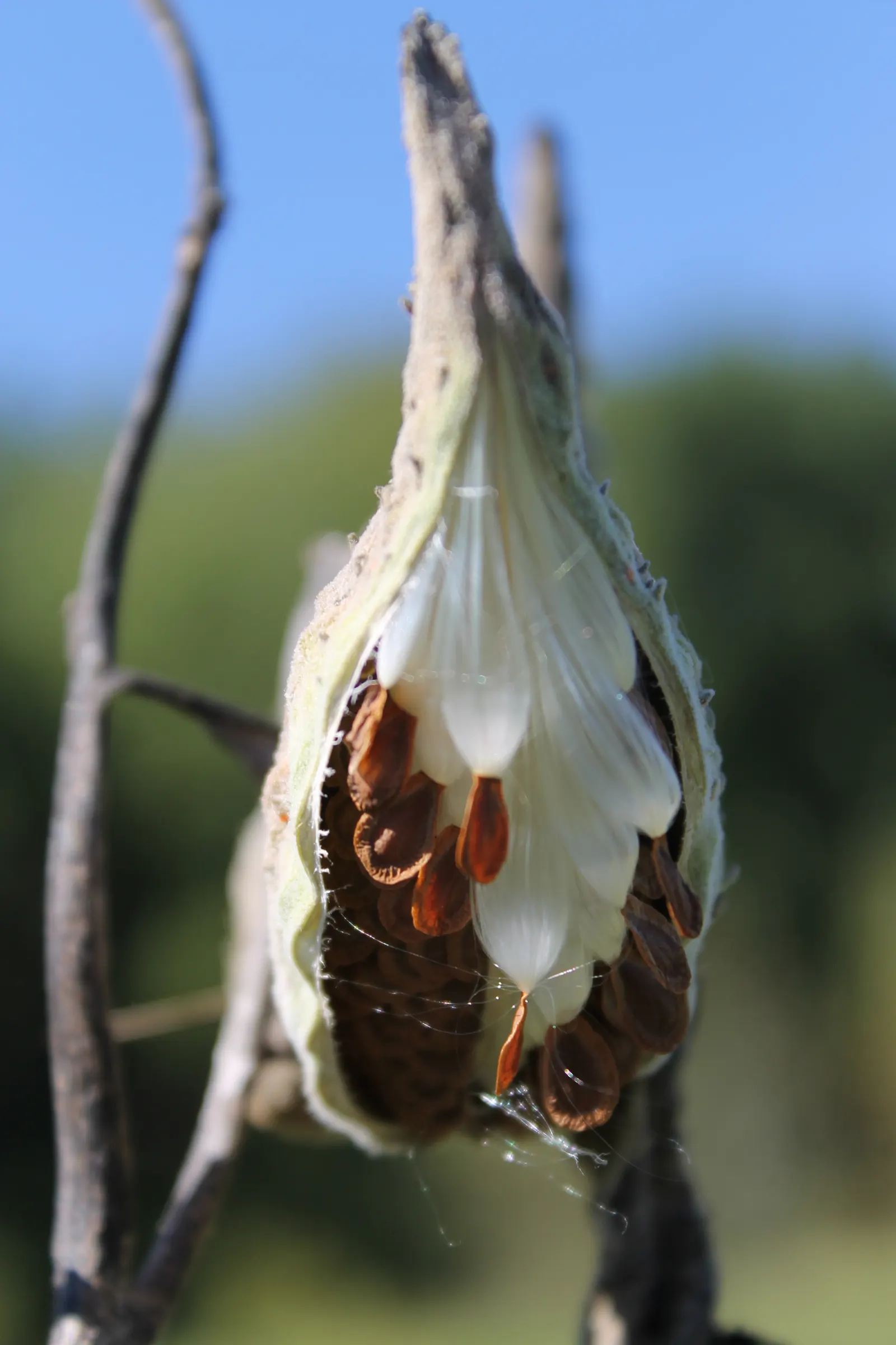Balloon Milkweed (Gomphocarpus Physocarpus) — The pods are lime green and inflated; creating an upright and bushy form, image 145