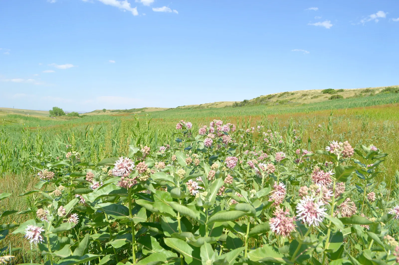 Balloon Milkweed (Gomphocarpus Physocarpus) — Drought-tolerant once established