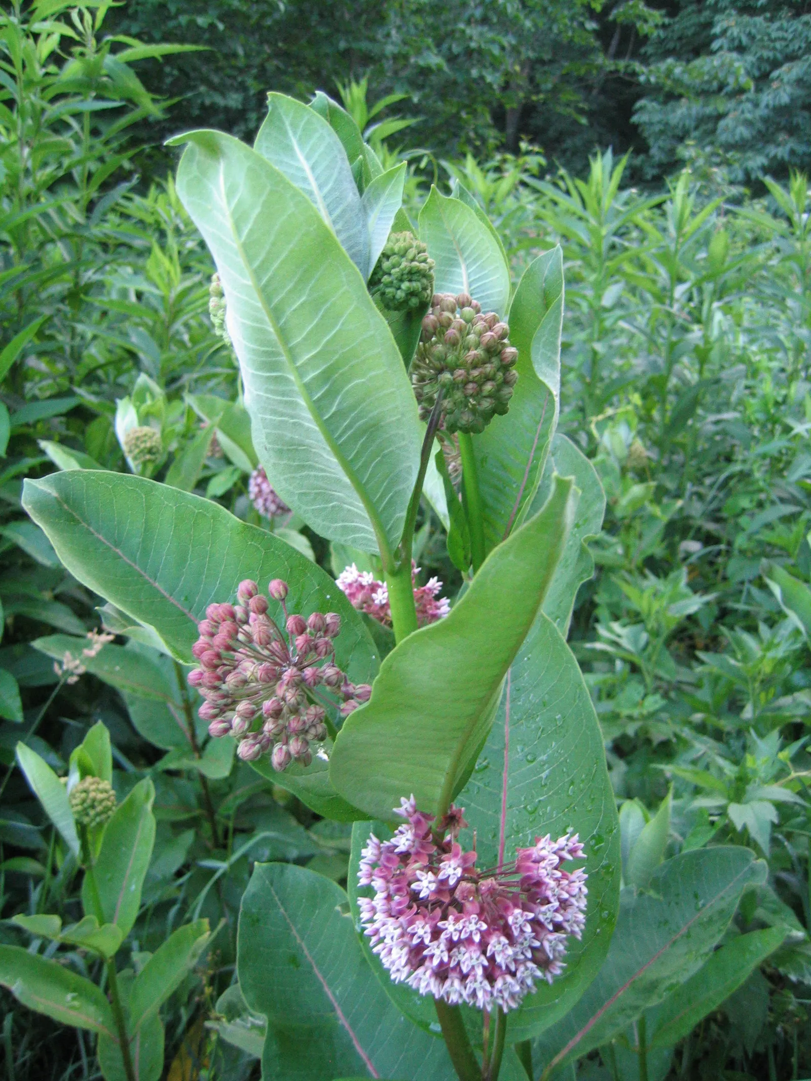 Balloon Milkweed (Gomphocarpus Physocarpus) — white flowers in the garden