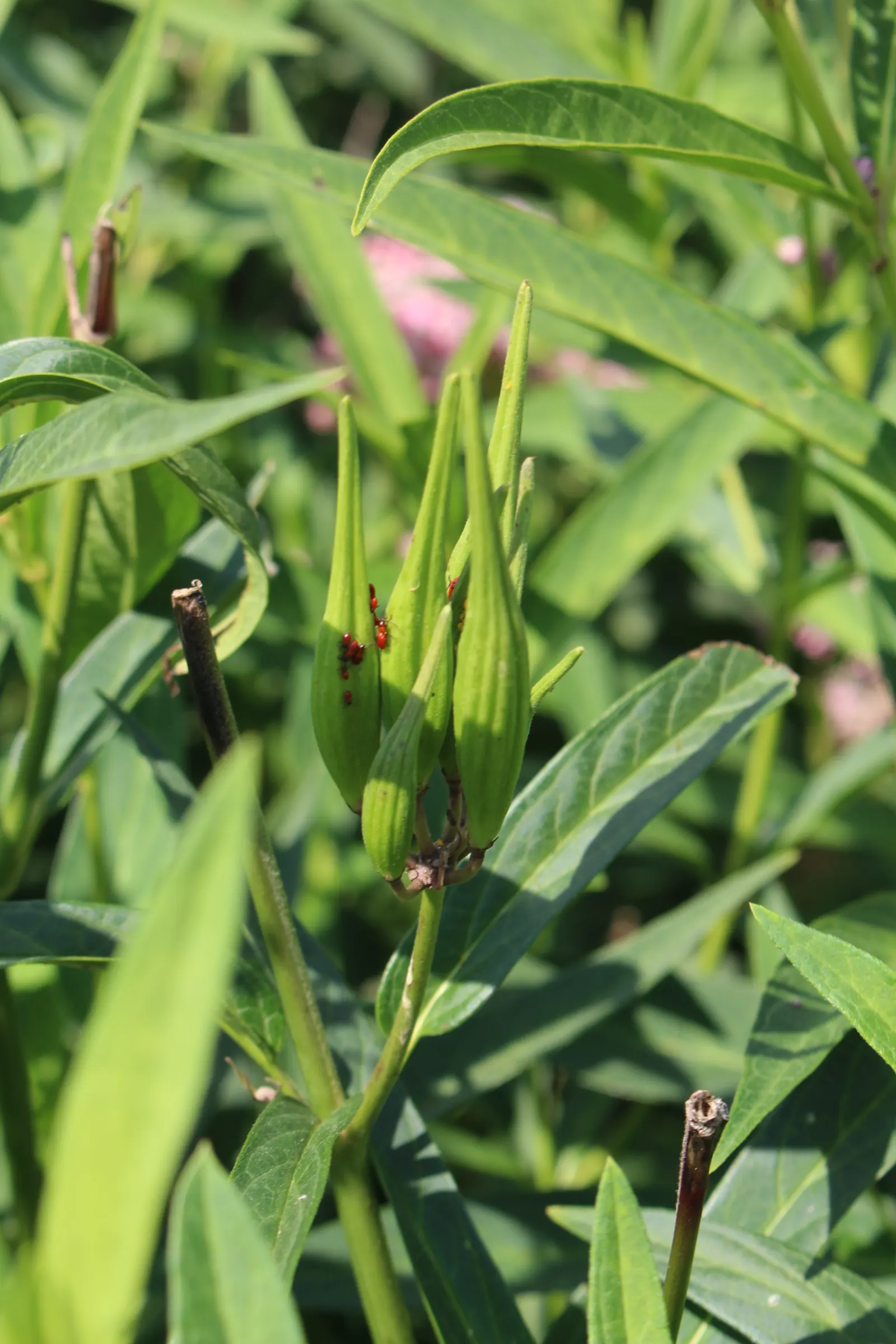 Balloon Milkweed (Gomphocarpus Physocarpus) — Drought-tolerant once established, image 86