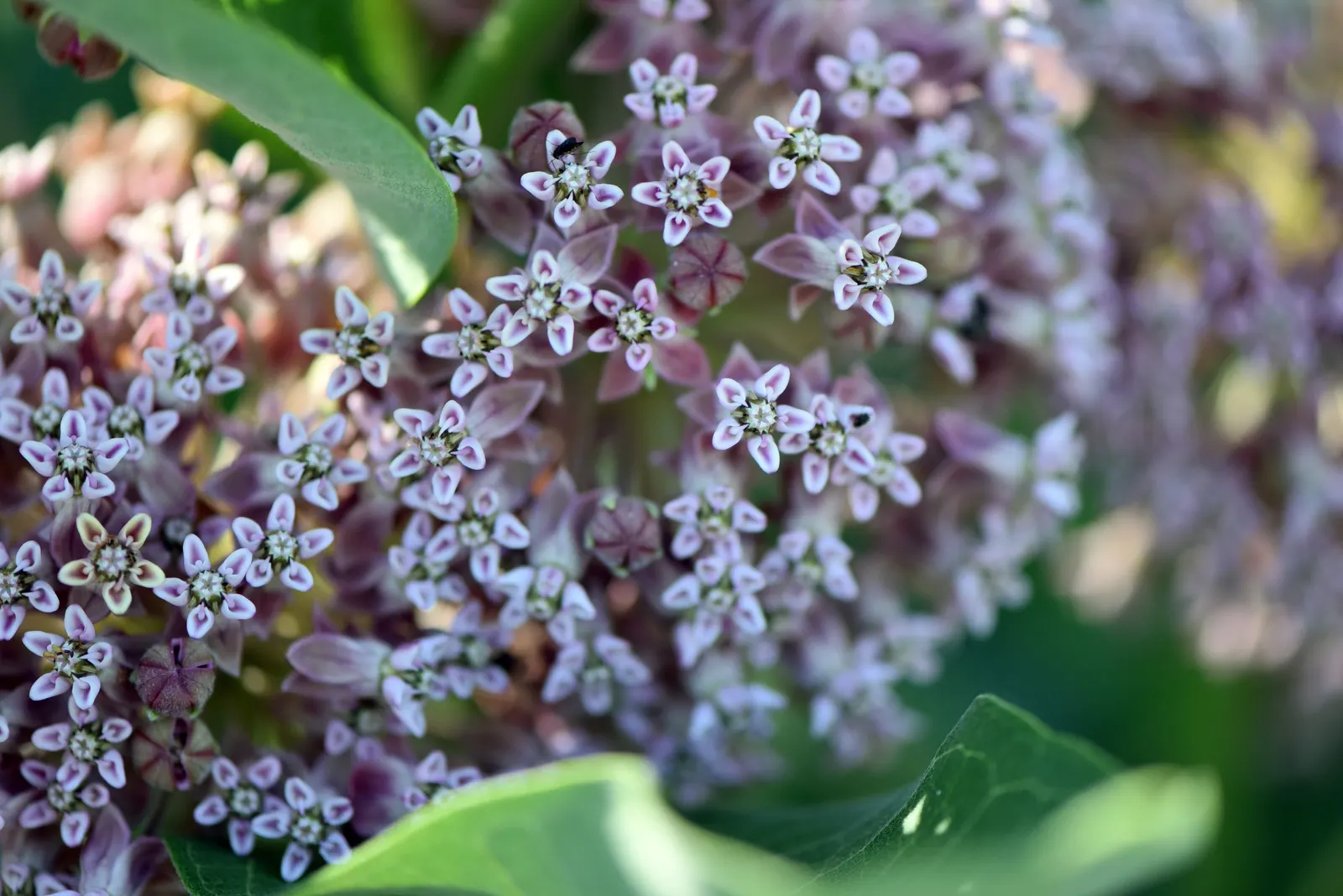 Balloon Milkweed (Gomphocarpus Physocarpus) — and they are arranged in a spiraling pattern along the stems.<br><br>During the summer months
