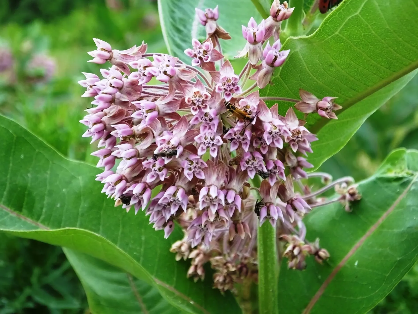Balloon Milkweed (Gomphocarpus Physocarpus) — and they are arranged in a spiraling pattern along the stems.<br><br>During the summer months, image 151