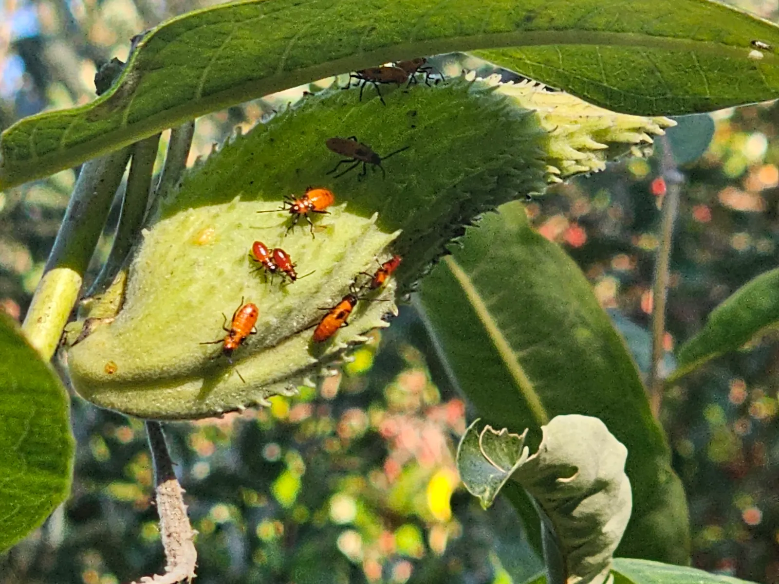 Balloon Milkweed (Gomphocarpus Physocarpus) — white flowers in the garden; the pods are lime green and inflated, image 79