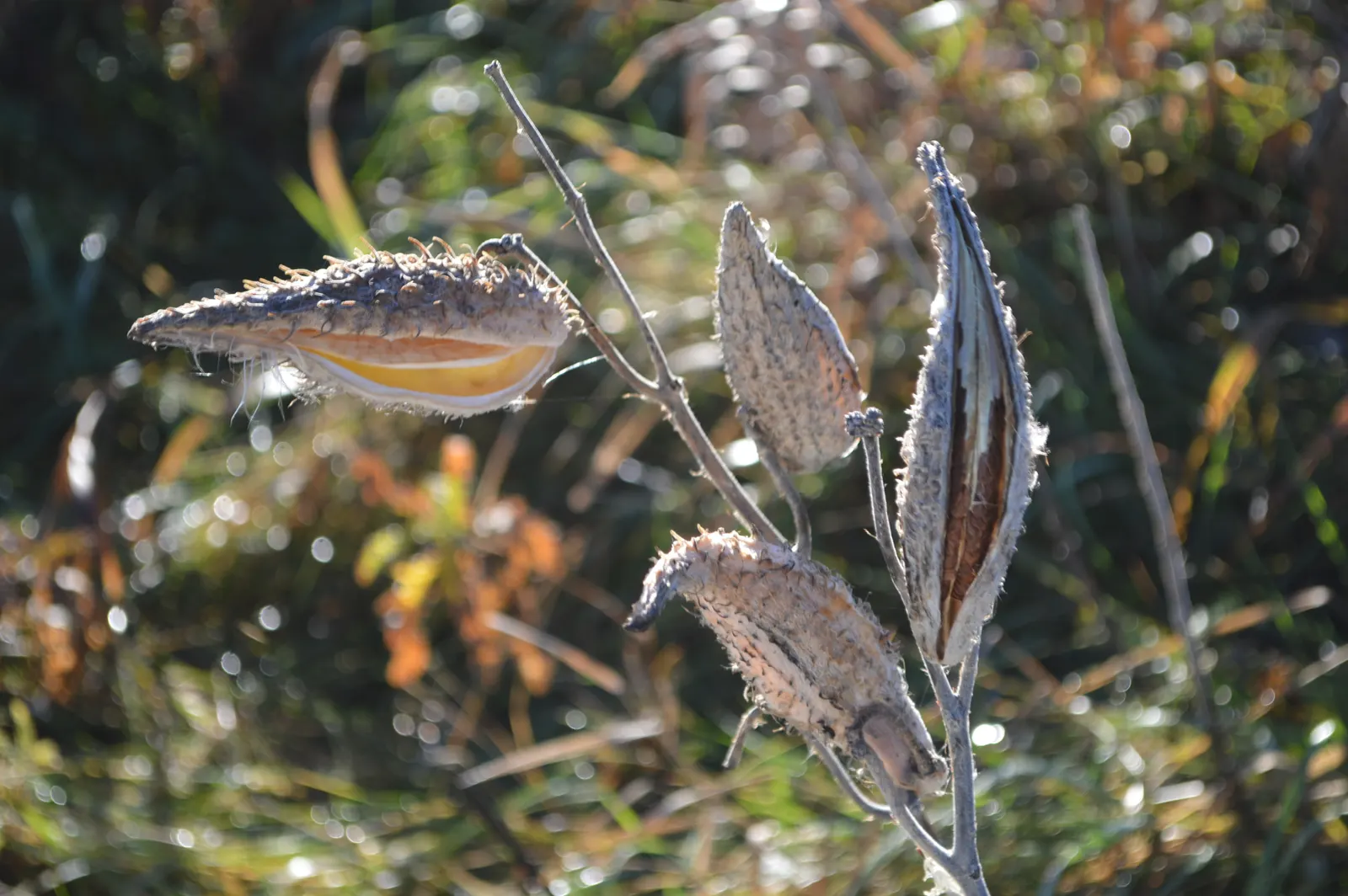 Balloon Milkweed (Gomphocarpus Physocarpus) — star-shaped flowers in white to pale pink; is a distinctive perennial plant well-suited for a vibrant, image 71