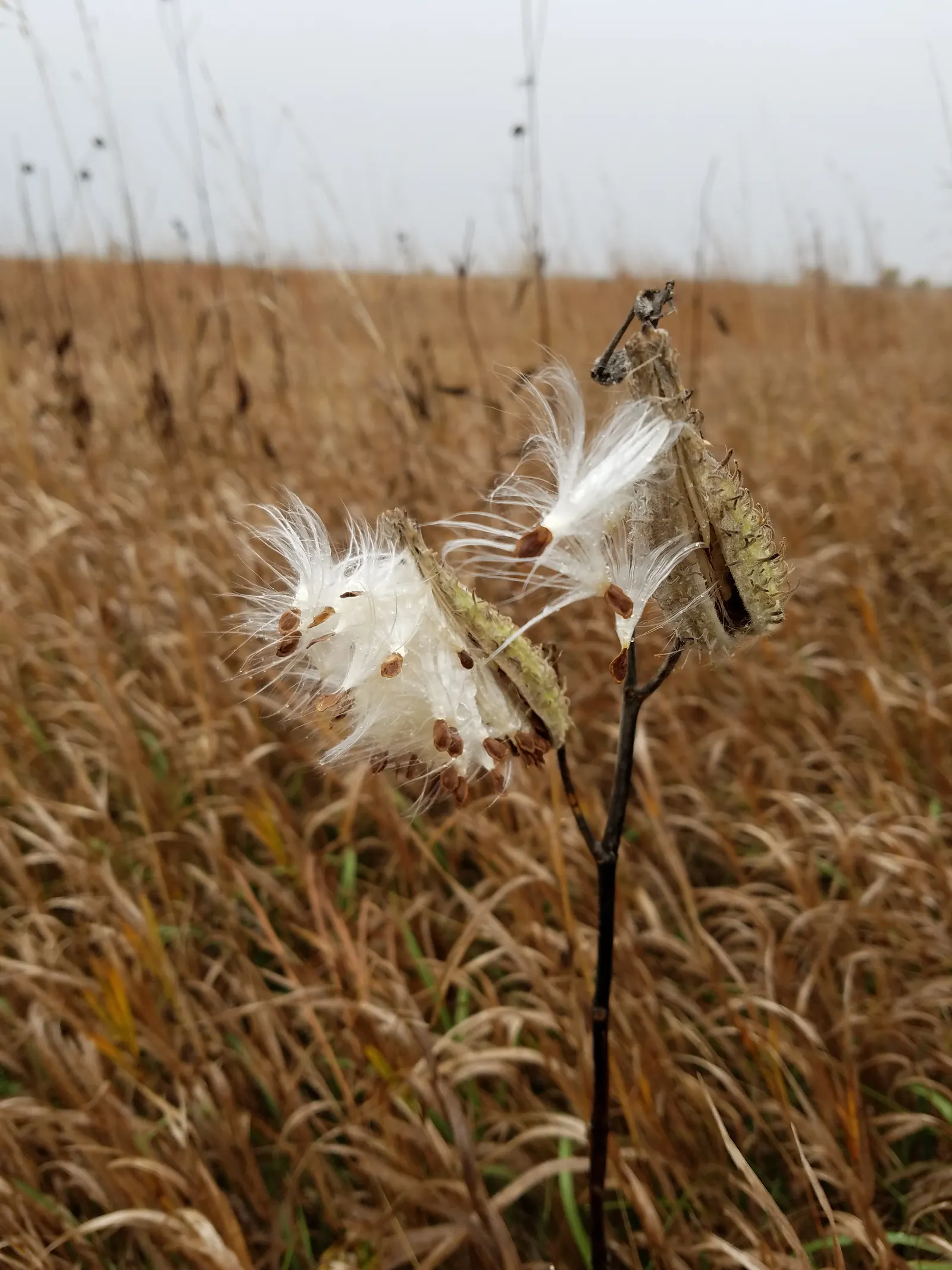 Balloon Milkweed (Gomphocarpus Physocarpus) — which are attractive to various pollinators; spanning up to 5 inches long, image 126