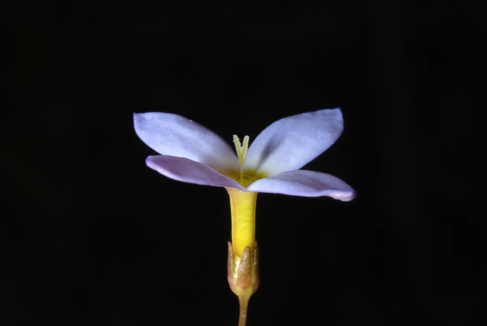 Quaker Ladies (Houstonia Caerulea) — floating appearance.<br><br>For successful cultivation