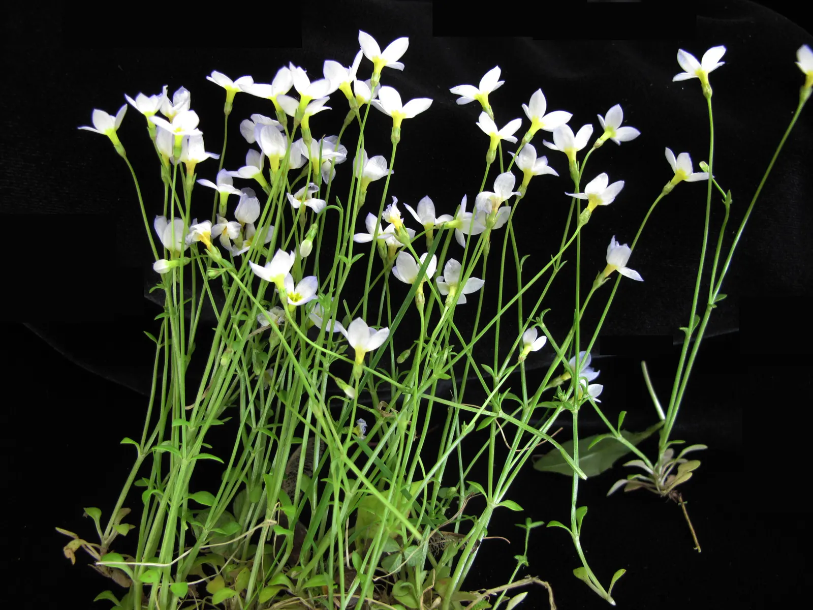 Quaker Ladies (Houstonia Caerulea) — Preferring full sun to partial shade and moist, well-drained soil, it flourishes in USDA zones 3-7; they fare, image 138