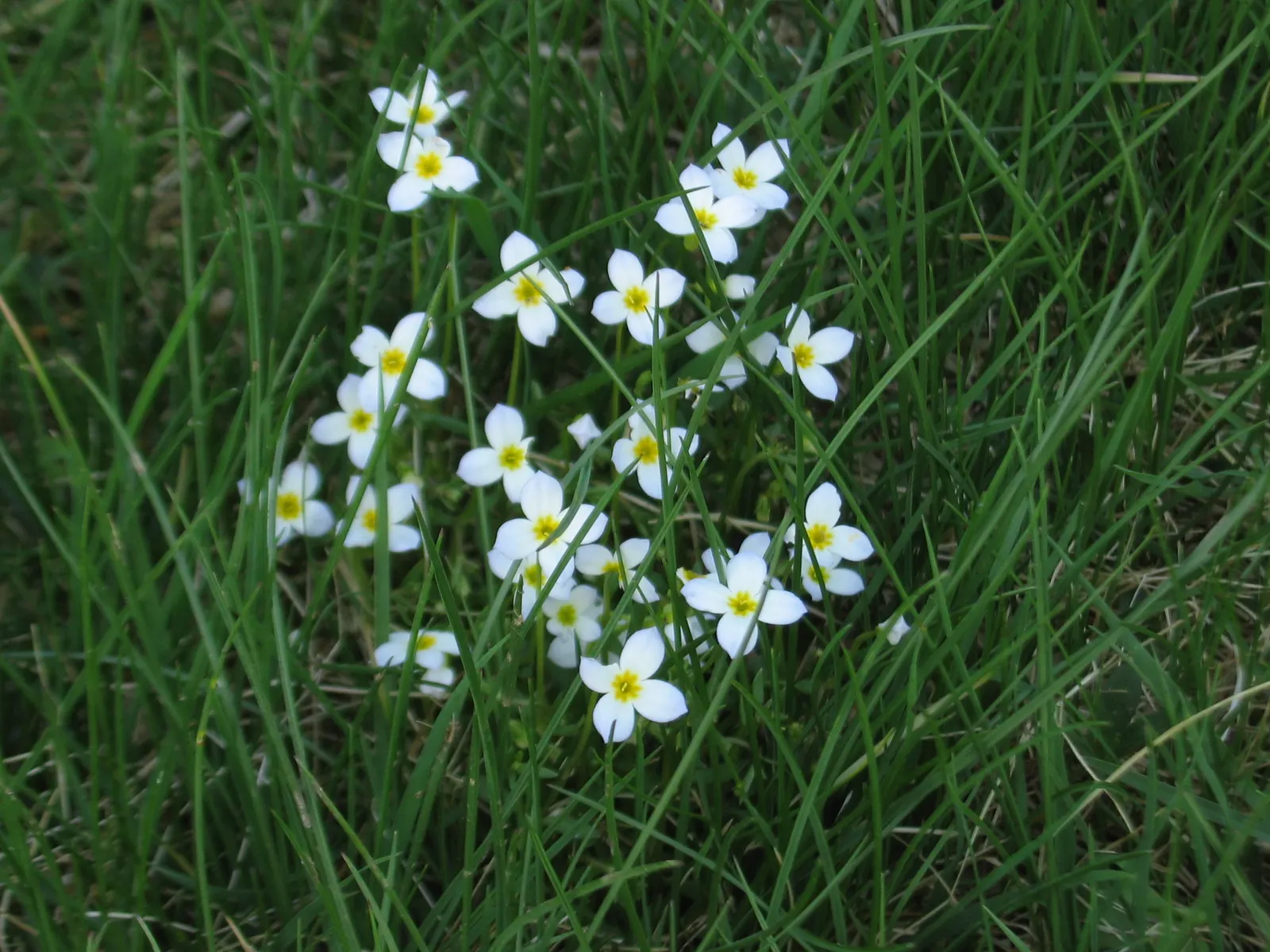 Quaker Ladies (Houstonia Caerulea) — each with a petite yellow center; annual / ground cover / herb / perennial / wildflower for half, image 66