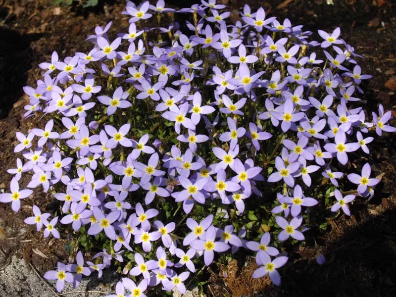Quaker Ladies (Houstonia Caerulea) — fostering a biodiverse garden ecosystem