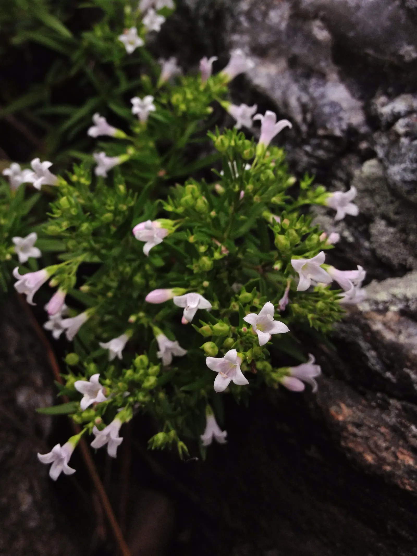 Quaker Ladies (Houstonia Caerulea) — plant Houstonia caerulea in well-draining soil and a location that receives full sun to partial shade; these, image 125