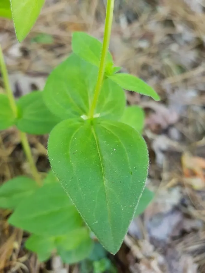 Quaker Ladies (Houstonia Caerulea) — offering a low-maintenance ground cover ideal for rock gardens and naturalized woodland areas, image 113