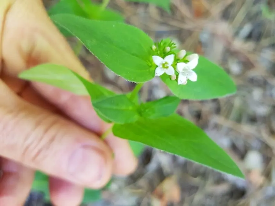 Quaker Ladies (Houstonia Caerulea) — floating appearance.<br><br>For successful cultivation; houstonia caerulea, commonly known as Quaker Ladies or, image 124