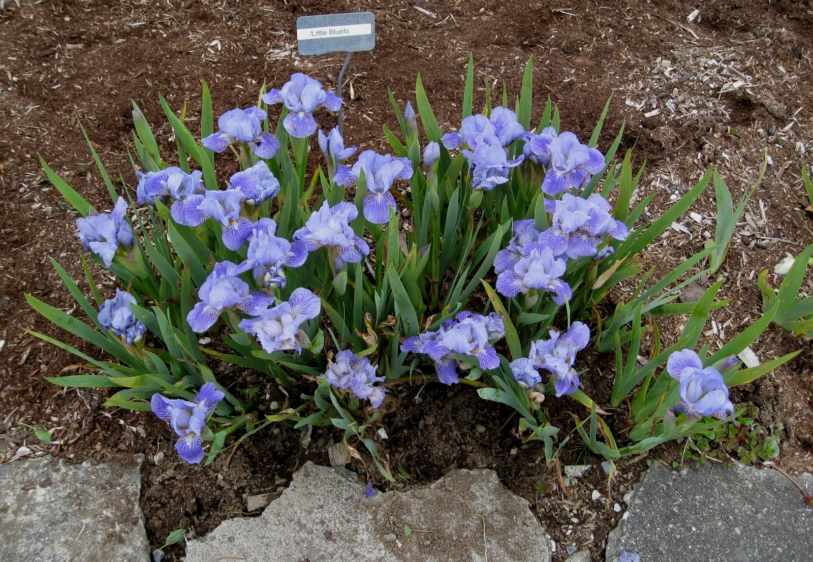 Quaker Ladies (Houstonia Caerulea) — is a charming perennial wildflower that adds a delicate touch of blue to the landscape; with moderate moisture, image 115