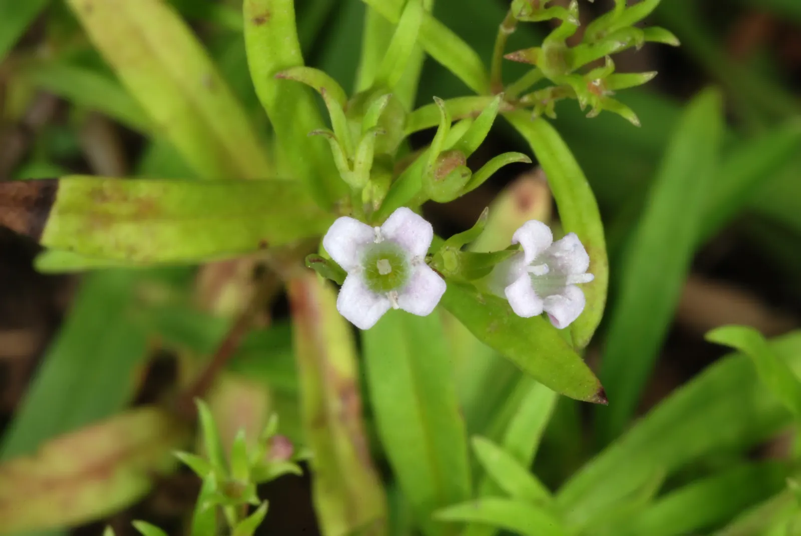 Quaker Ladies (Houstonia Caerulea) — blue and white flowers in the garden; measuring about 0.5 inches in length